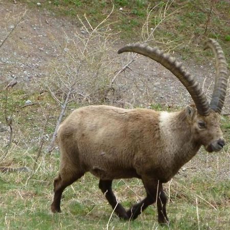 Chesa Vista Mezdi 6 Bergbahnen Sommer Und Oev Inklusive Pontresina Kültér fotó