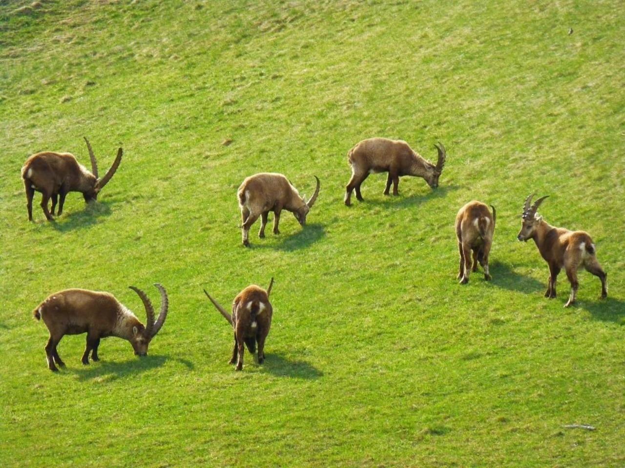 Chesa Vista Mezdi 6 Bergbahnen Sommer Und Oev Inklusive Pontresina Kültér fotó